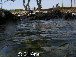 Turtle..Big Island, HI  Olympus SP350 by Bill Arle 